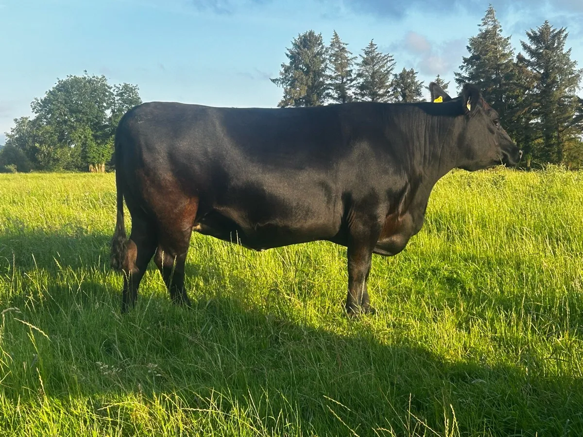 Three Super 5 Star In-Calf Angus Heifers - Image 4