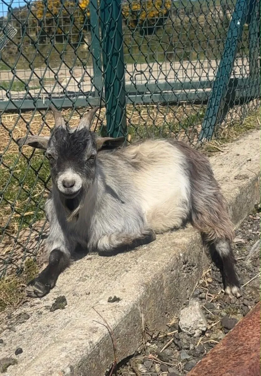 Pygmy goats - Image 1
