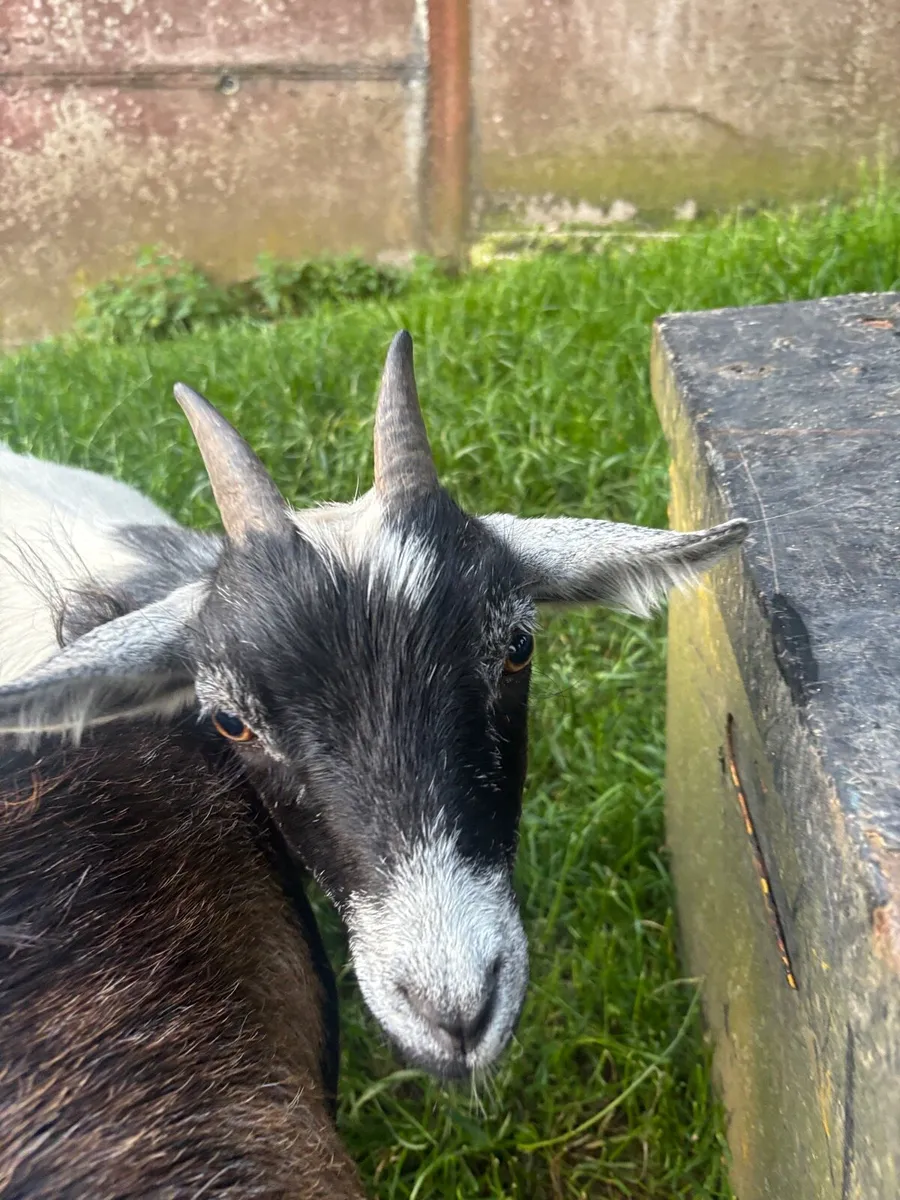 Pygmy goats - Image 4