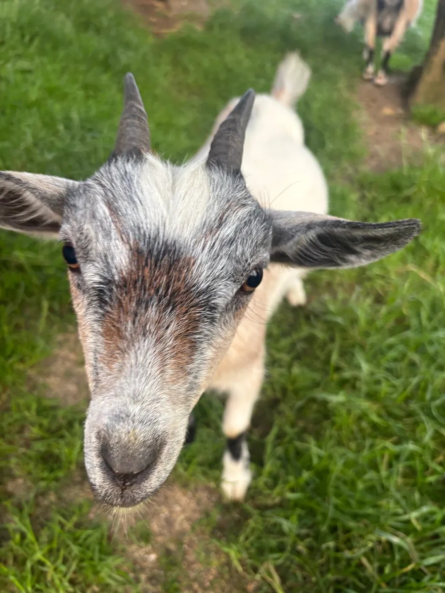 Pygmy goats - Image 3