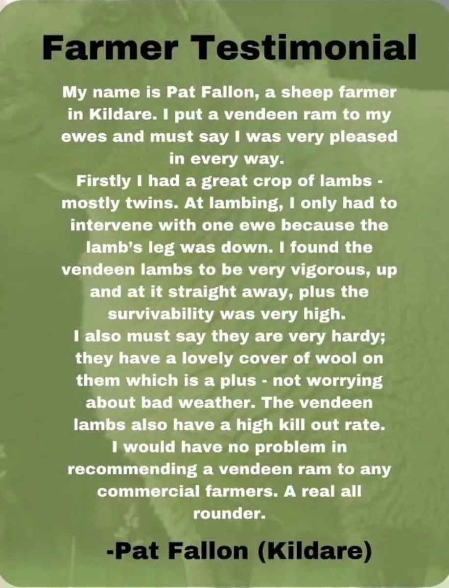 Sheep - Image 3