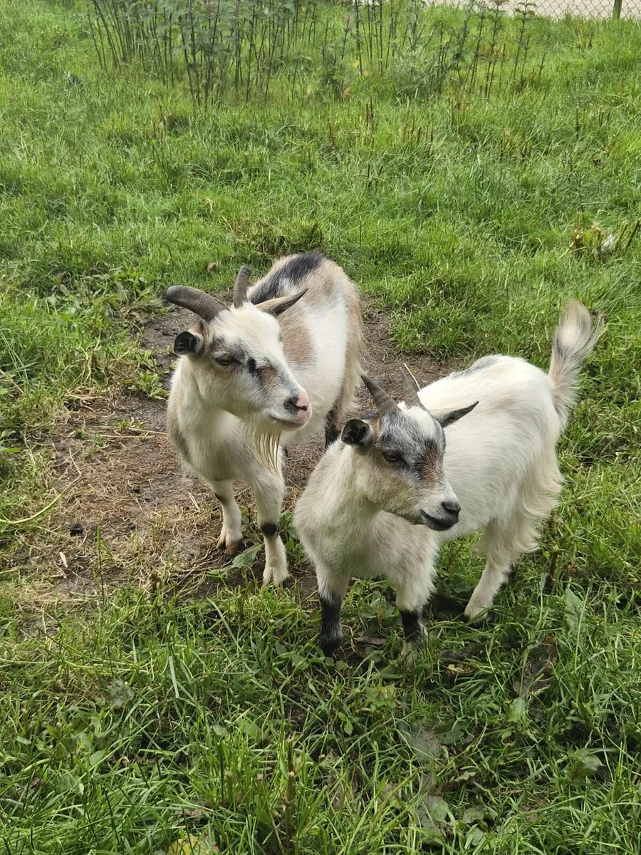 Pygmy goats - Image 2