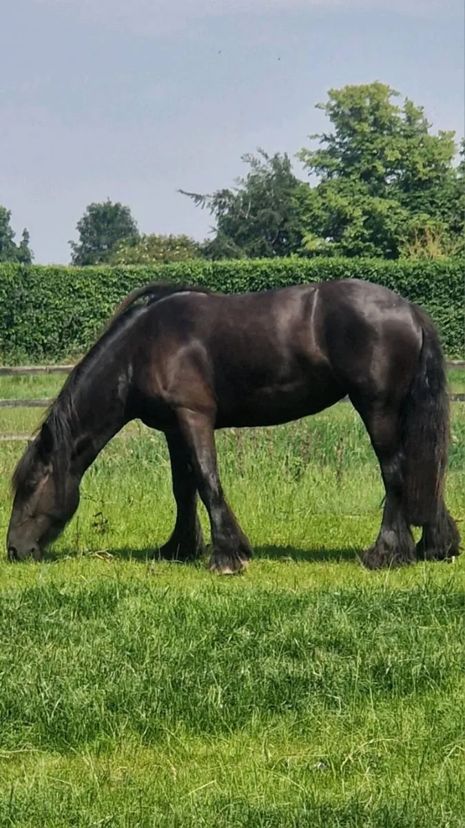 Cob Filly - Image 2