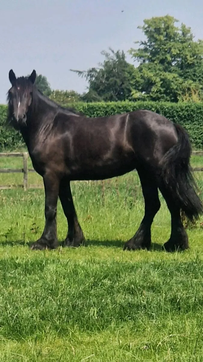 Cob Filly - Image 1