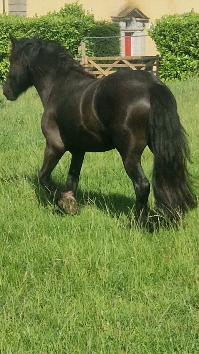 Cob Filly - Image 3