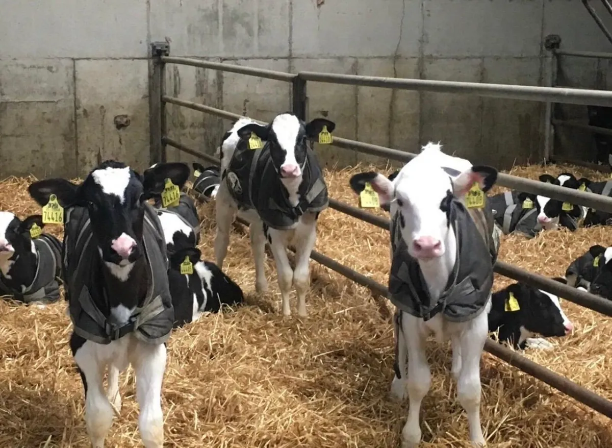 Dairy Farm Assistant