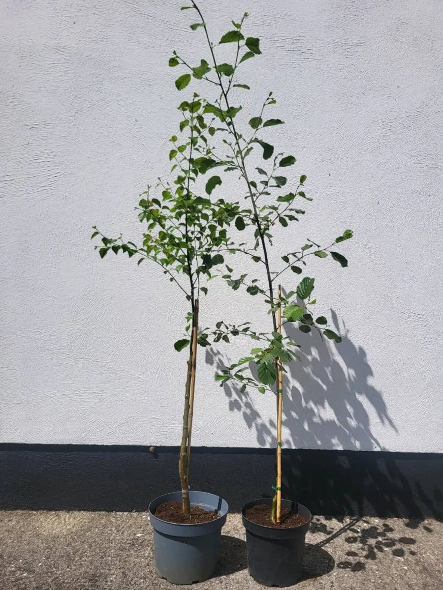 Potted Native Alder & Birch - Image 4