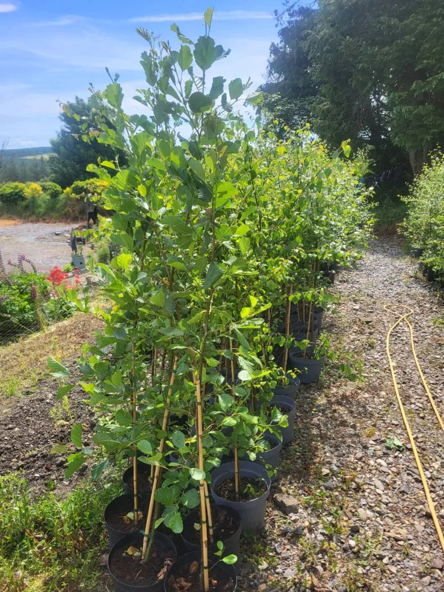 Potted Native Alder & Birch - Image 1