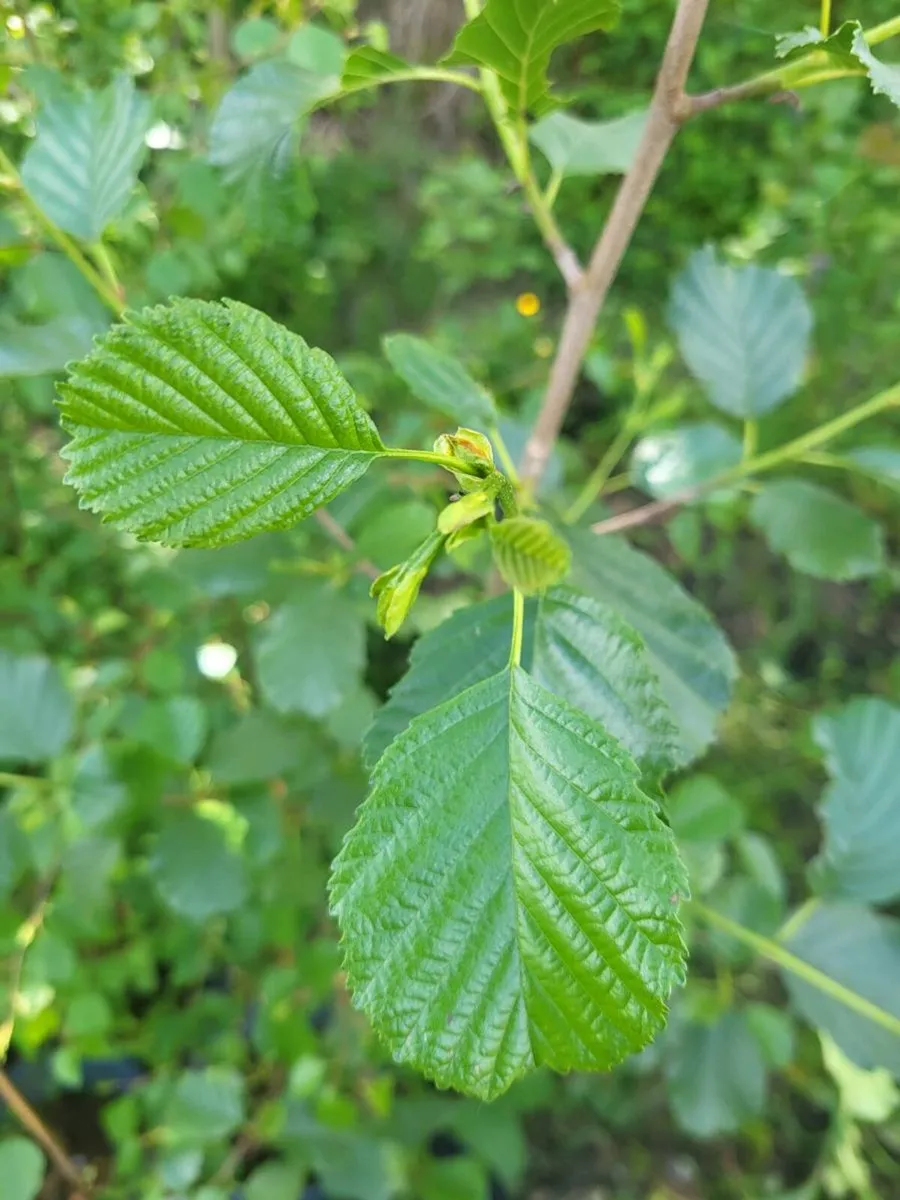 Potted Native Alder & Birch - Image 2