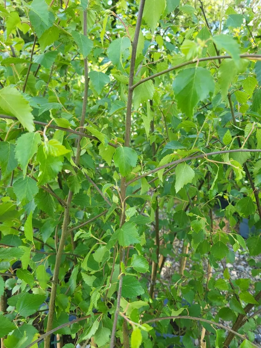 Potted Native Alder & Birch - Image 3