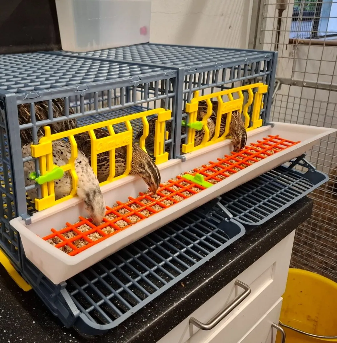 Quail cages - for up to 10 birds...
