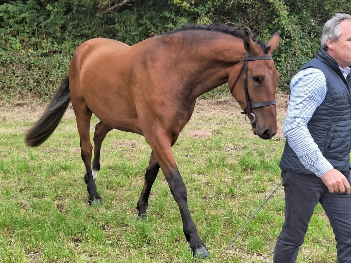 Hunting Horse - Image 3
