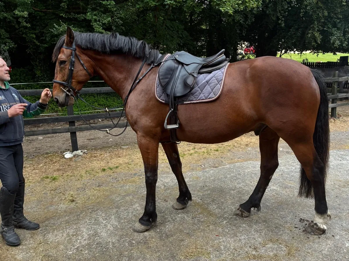 Hunting Horse - Image 4