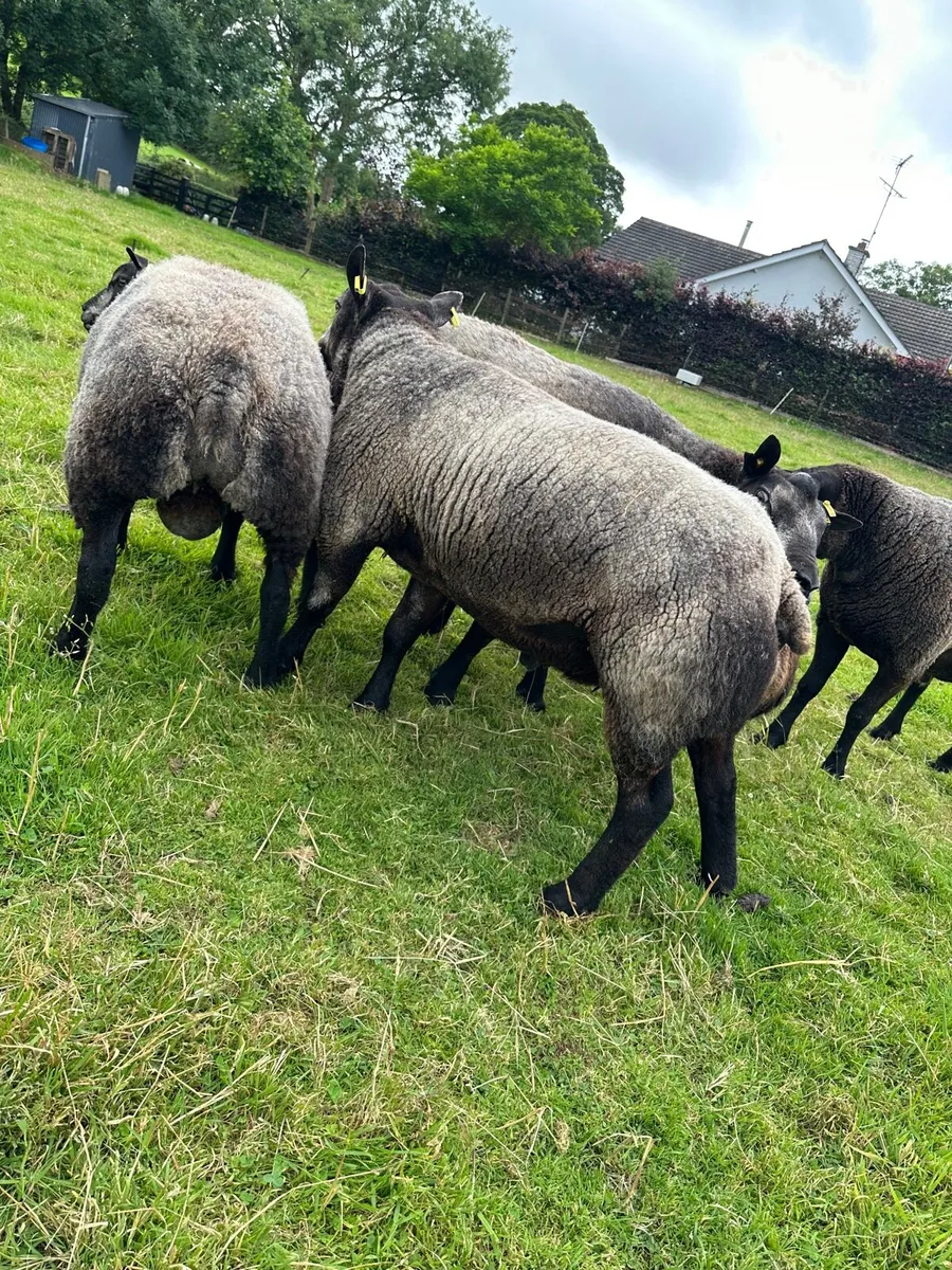 Blue texel rams - Image 1