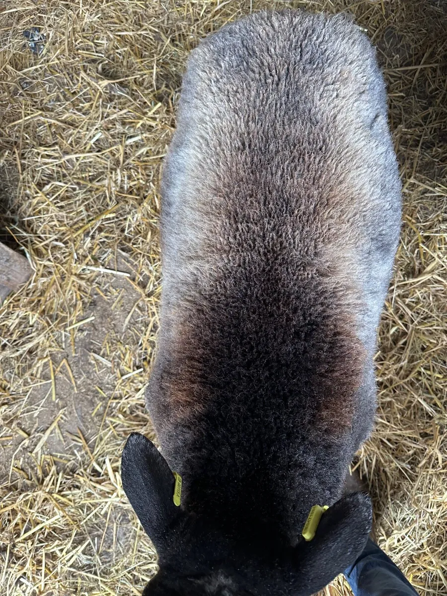 Blue texel rams - Image 2