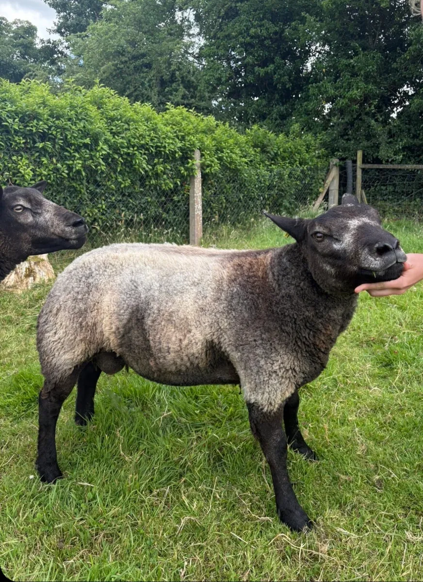 Blue texel rams - Image 3