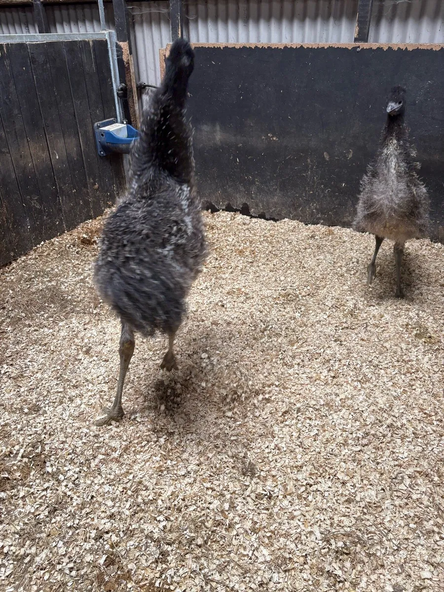 Emu - Image 1