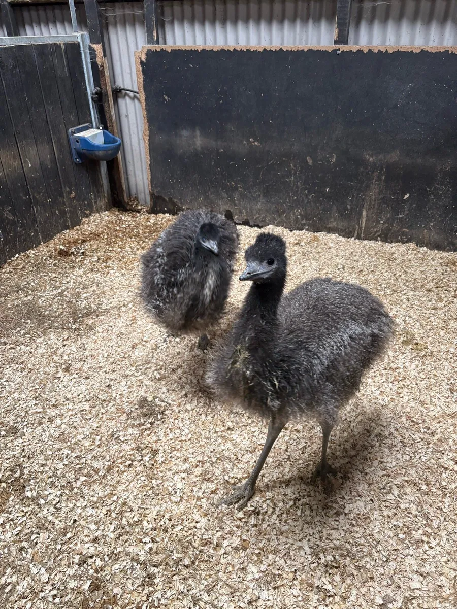 Emu - Image 2