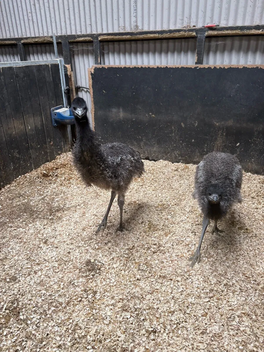 Emu - Image 3