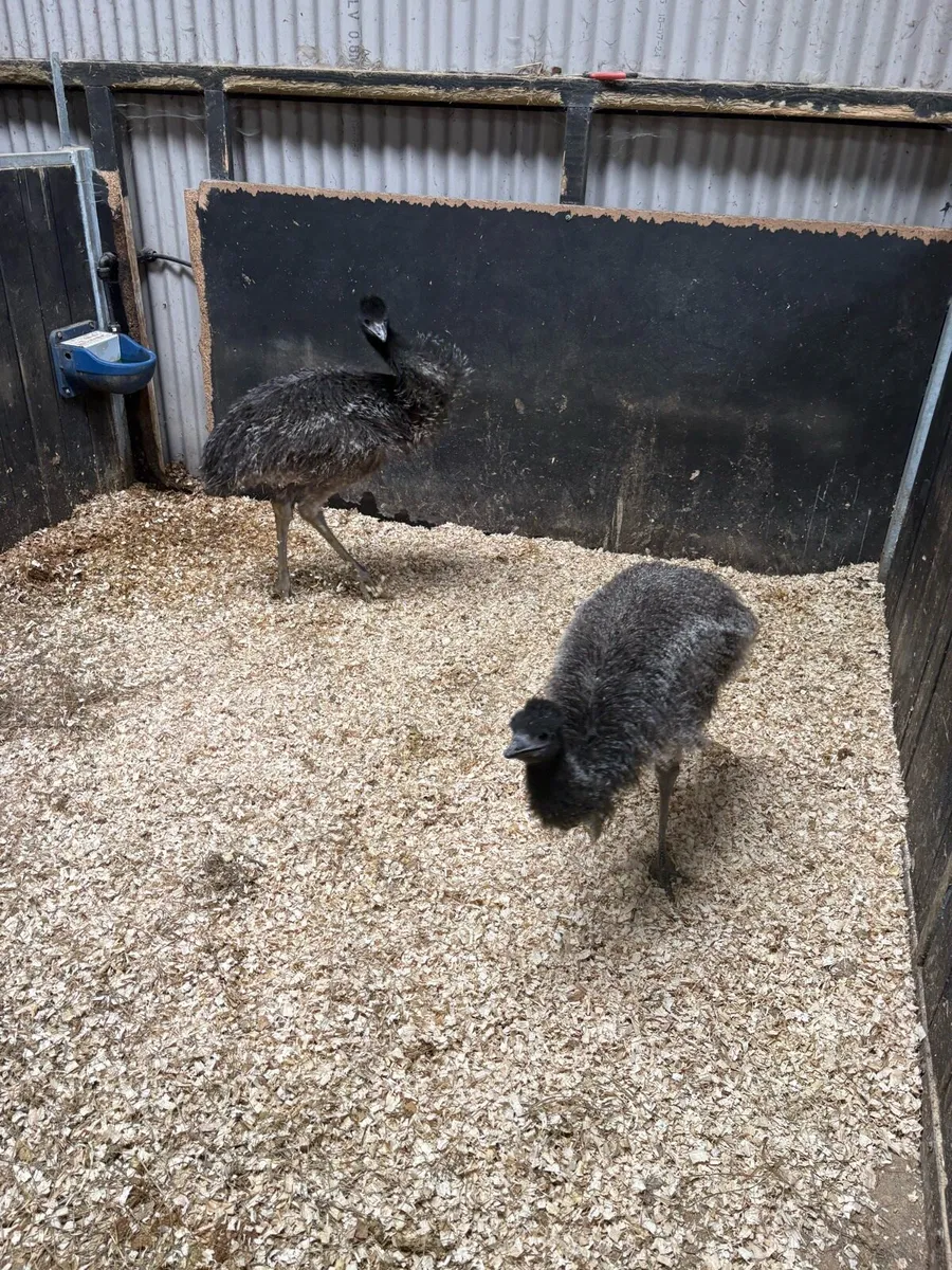 Emu - Image 4