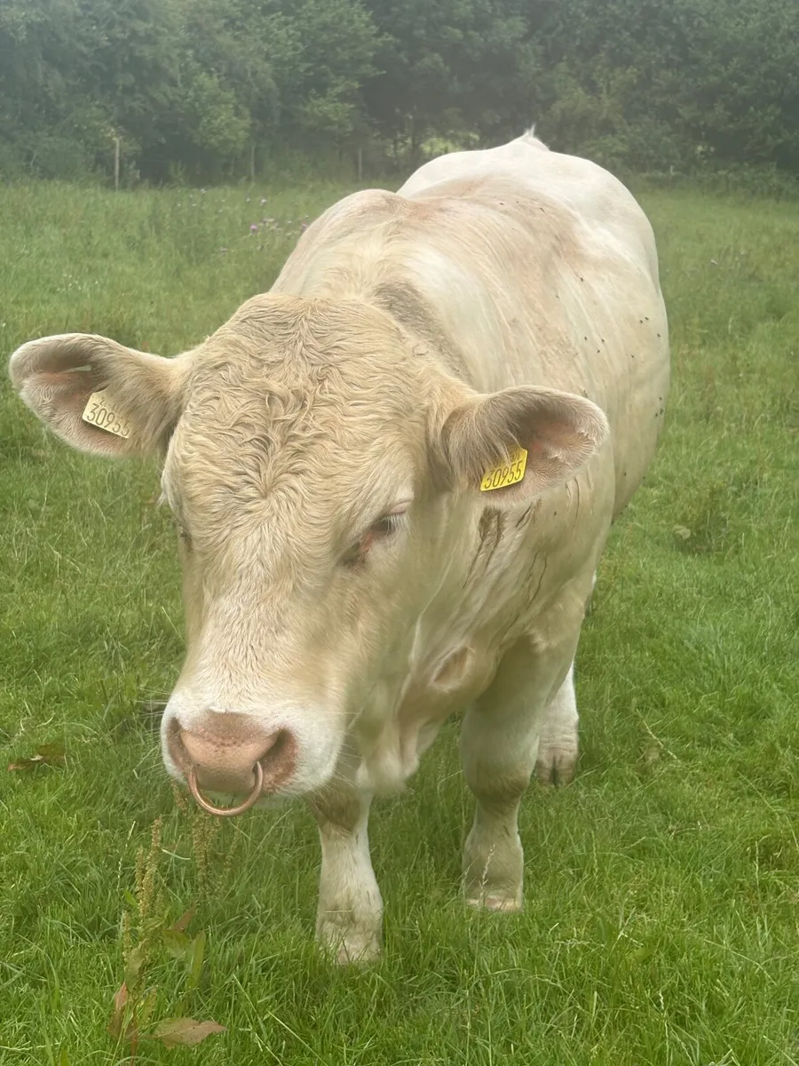 Charolais bulls - Image 2