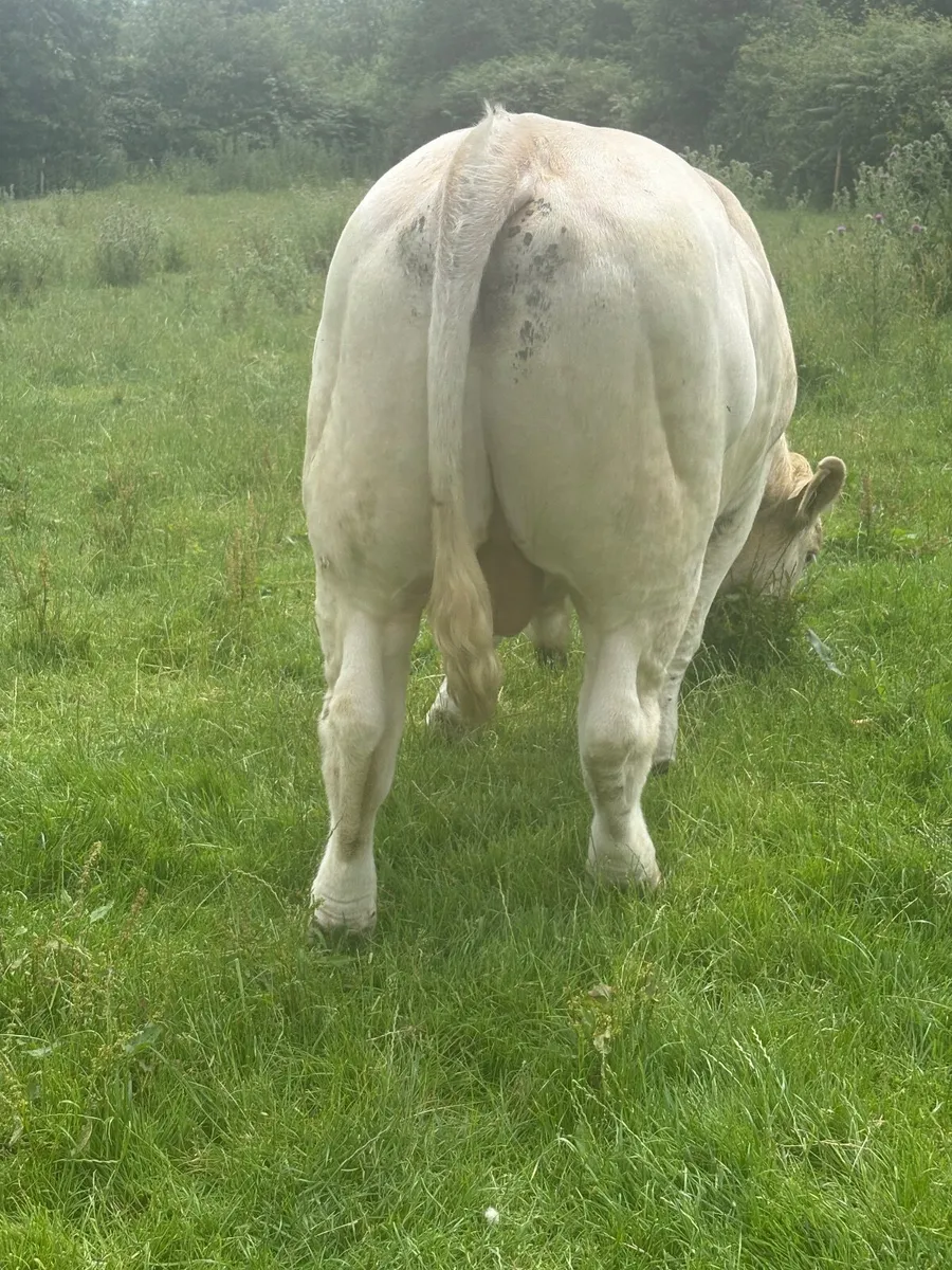 Charolais bulls - Image 3