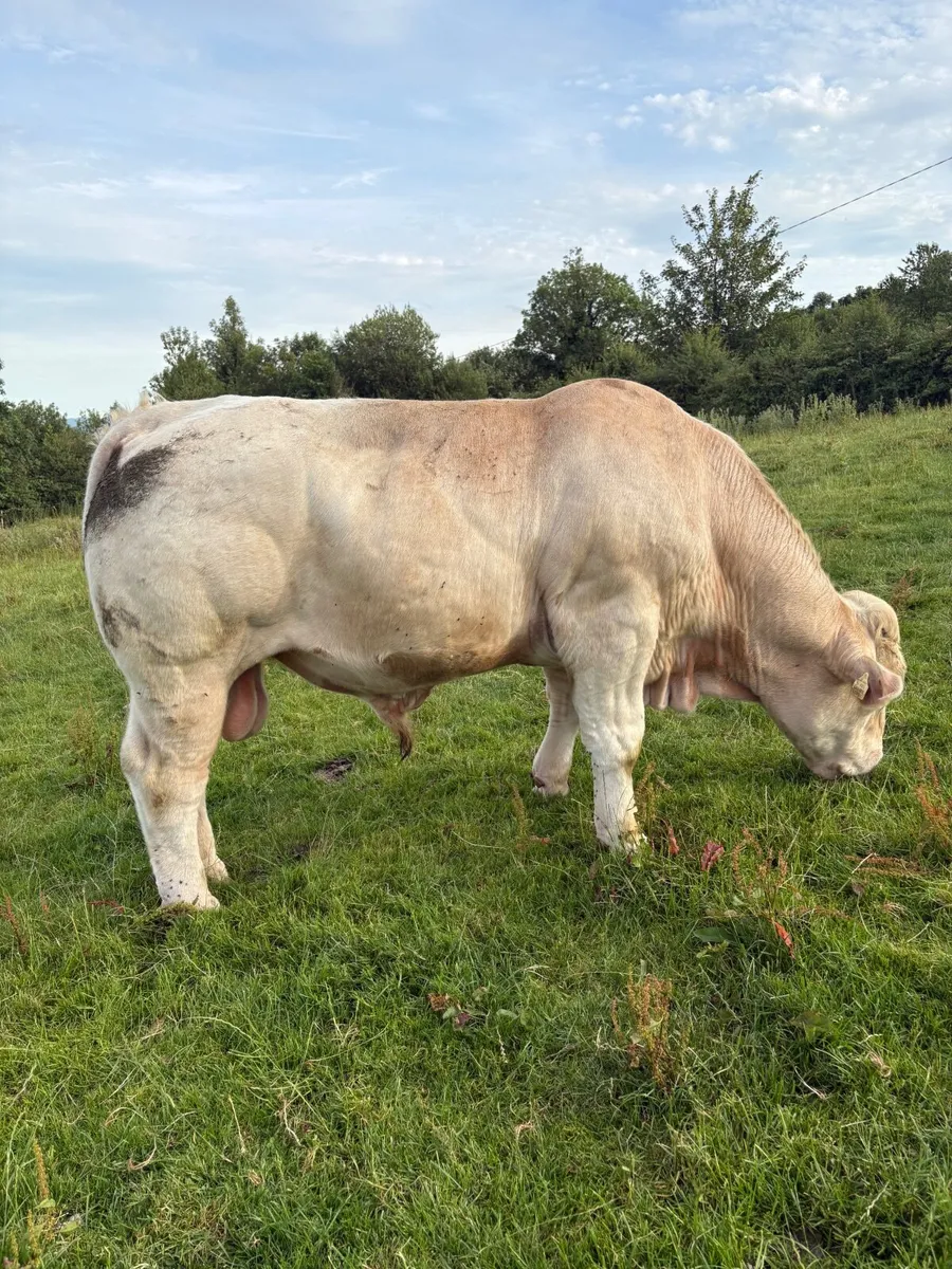 Charolais bulls - Image 1