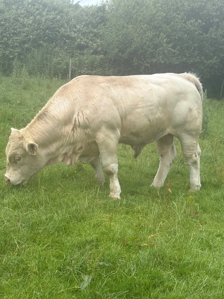 Charolais bulls - Image 4