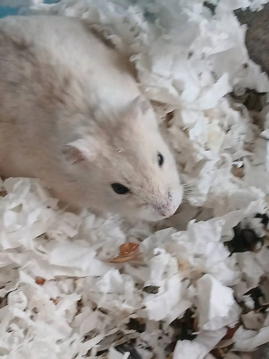 Hamster and hamster house - Image 1
