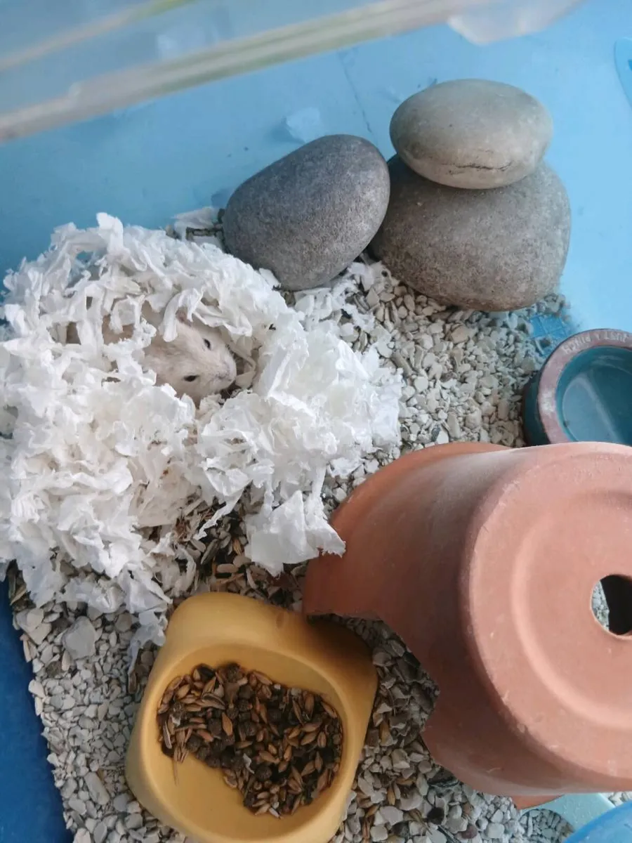 Hamster and hamster house - Image 4