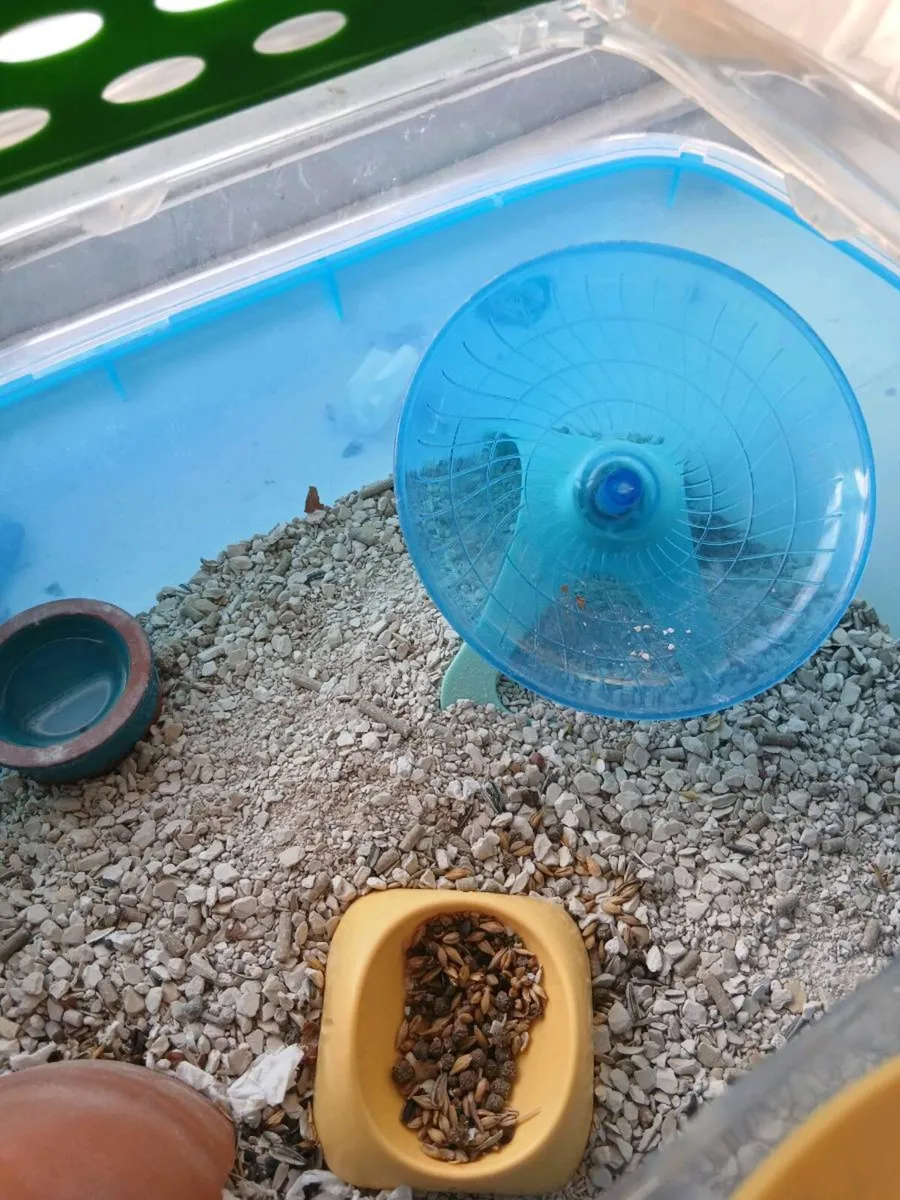 Hamster and hamster house - Image 3