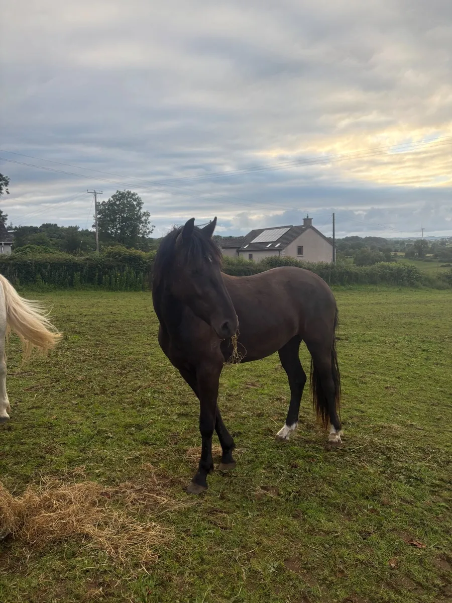 Connemara pony to make 148cm - Image 1