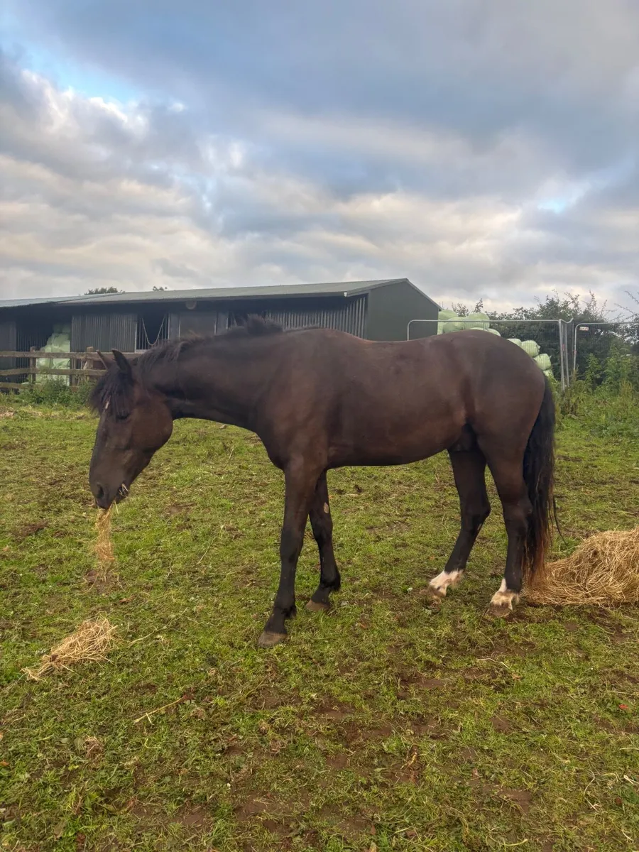 Connemara pony to make 148cm - Image 2
