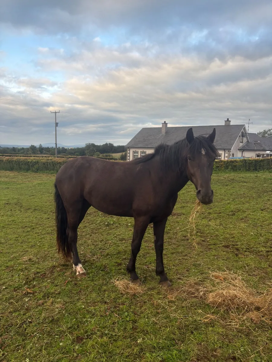 Connemara pony to make 148cm - Image 3