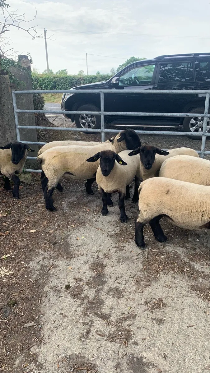 Purebred Suffolk Hoggets - Image 1