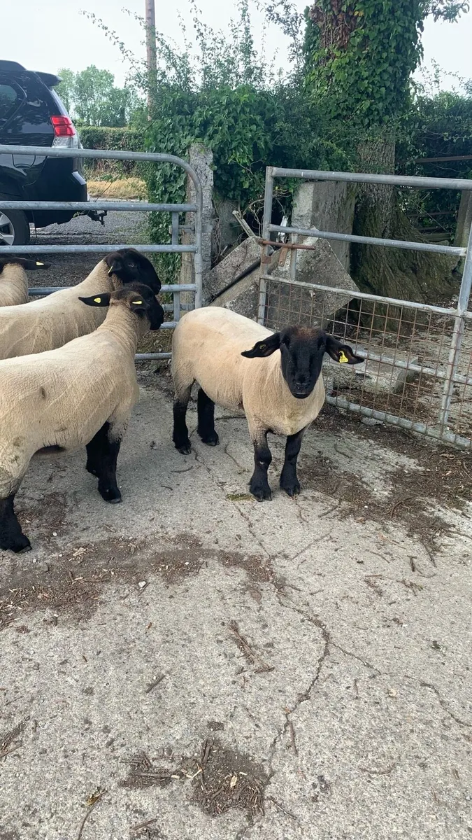 Purebred Suffolk Hoggets - Image 2