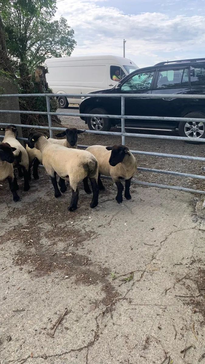 Purebred Suffolk Hoggets - Image 3