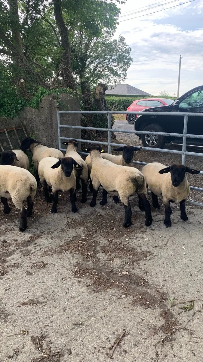 Purebred Suffolk Hoggets - Image 4