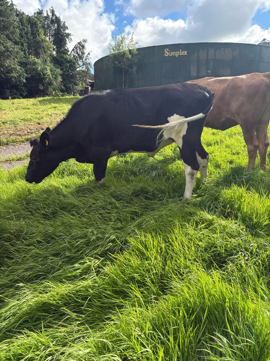 2 Bulling Heifers - Image 1