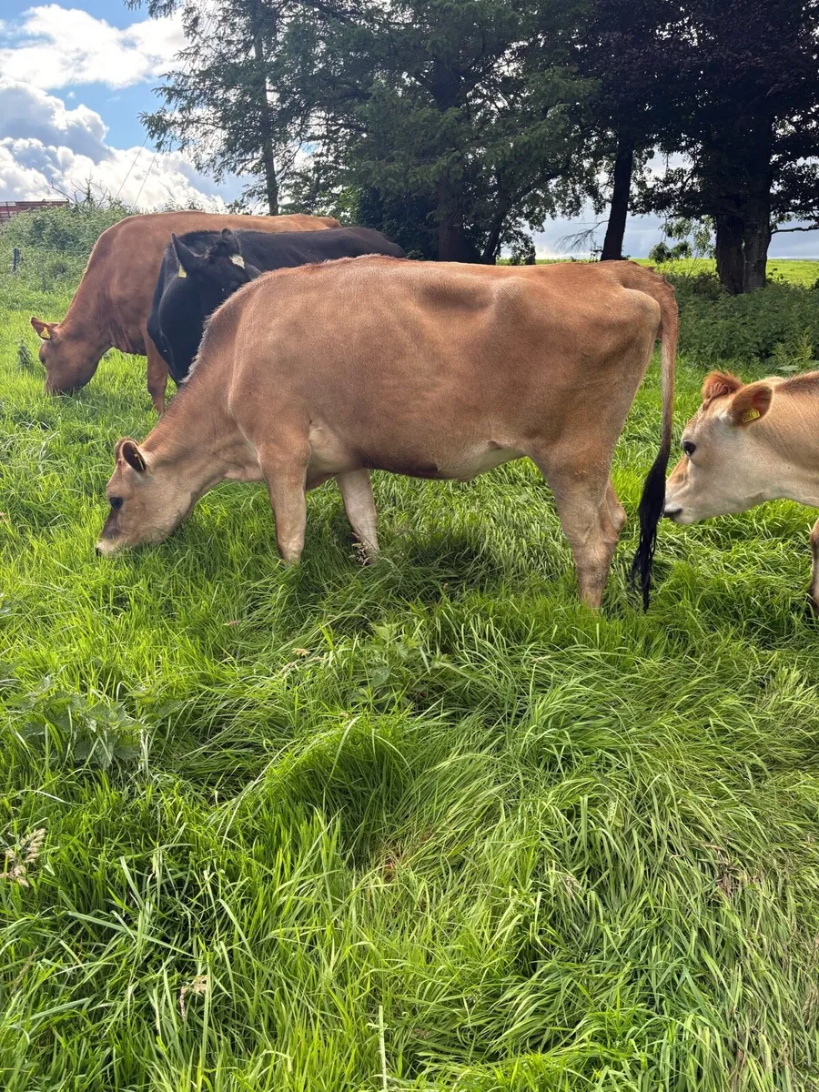 2 Bulling Heifers - Image 2