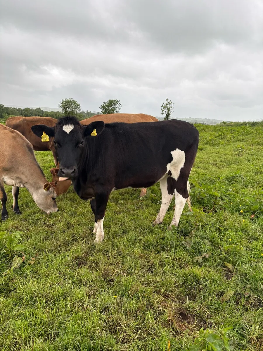 2 Bulling Heifers - Image 3