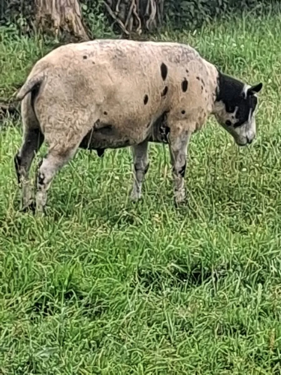 Rams - Image 4