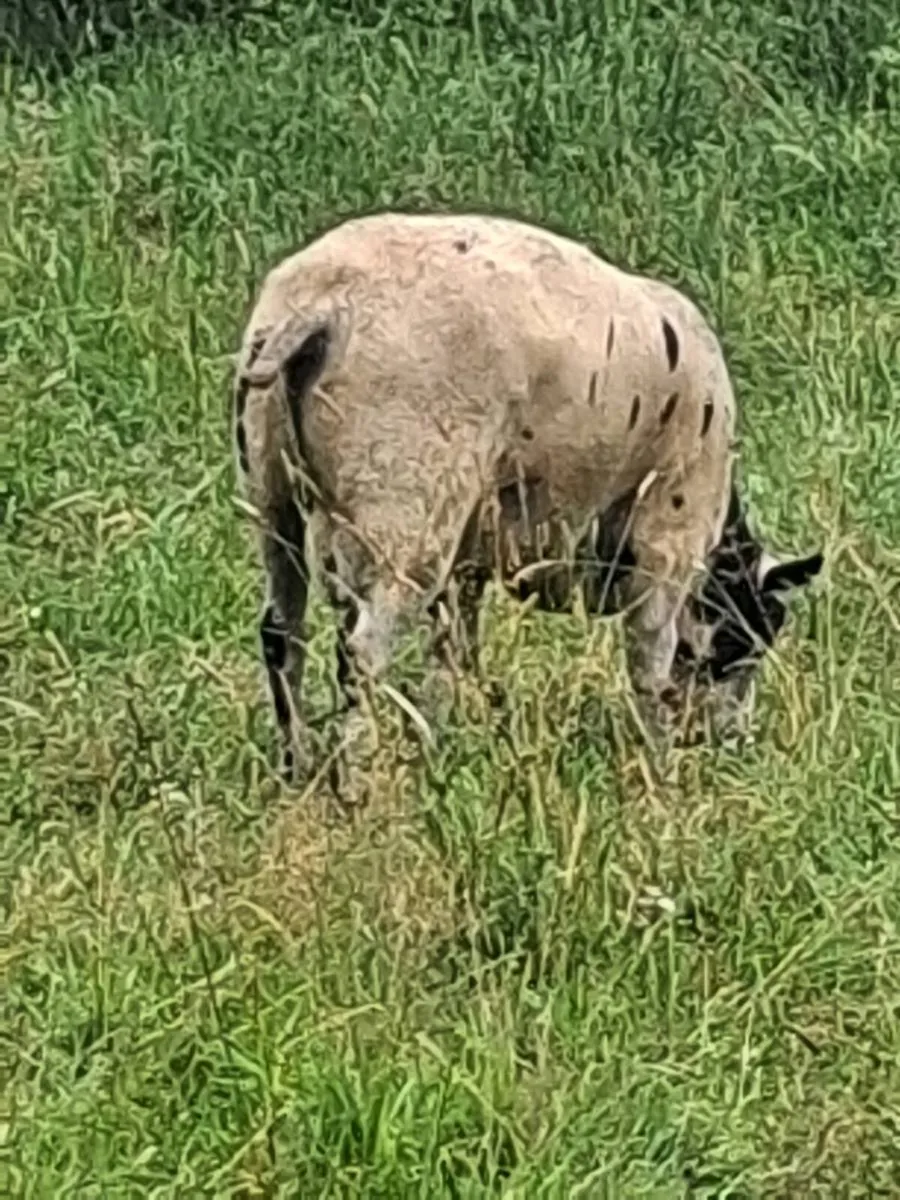 Rams - Image 1