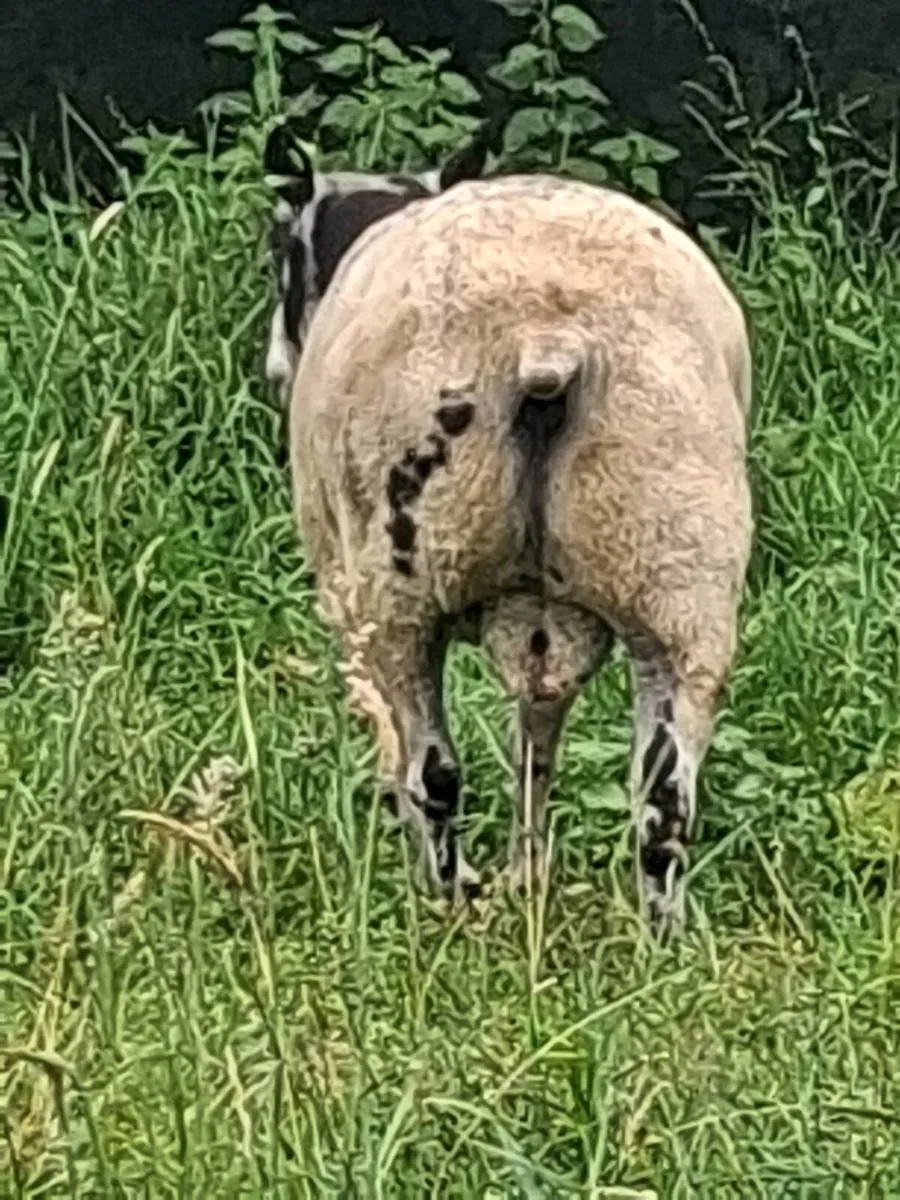 Rams - Image 2