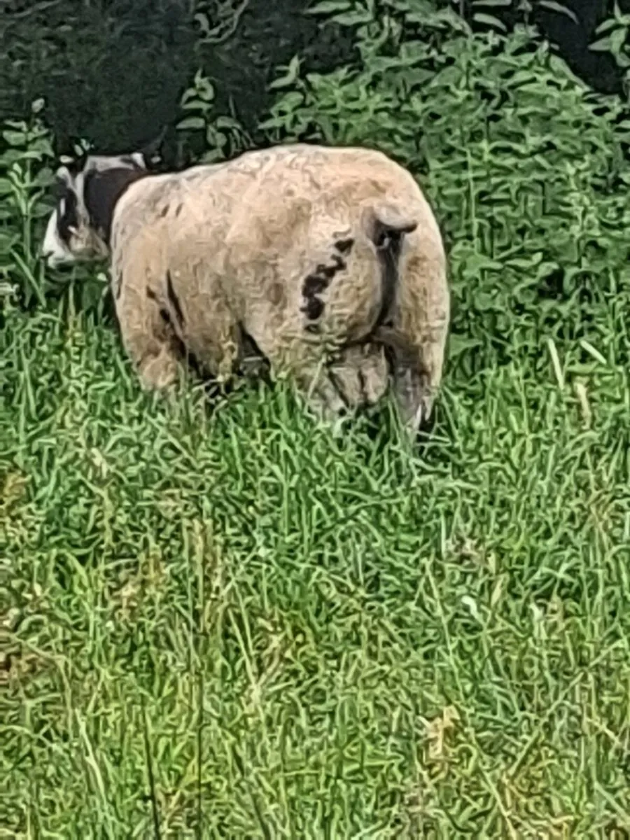 Rams - Image 3