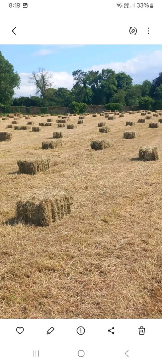 Small square bales of hay - Image 2