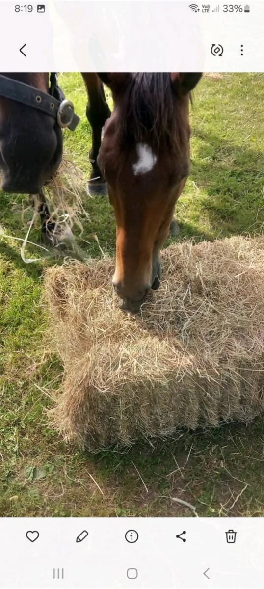 Small square bales of hay - Image 4
