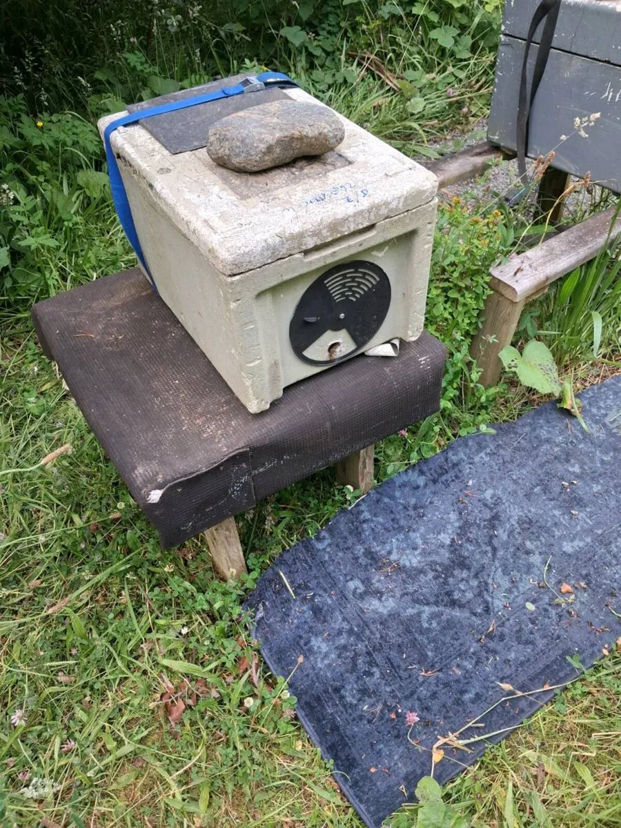 Nuc of amm bees - Image 3