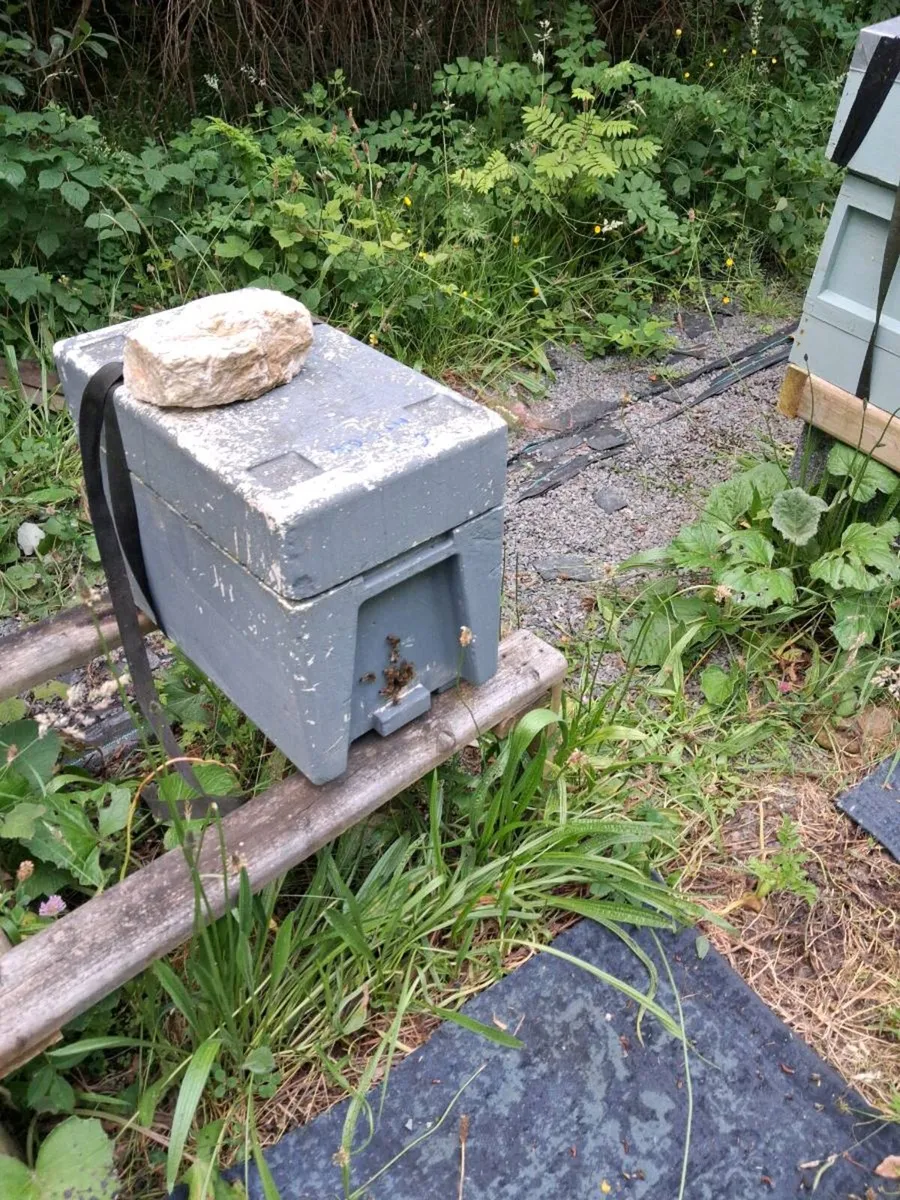 Nuc of amm bees - Image 4