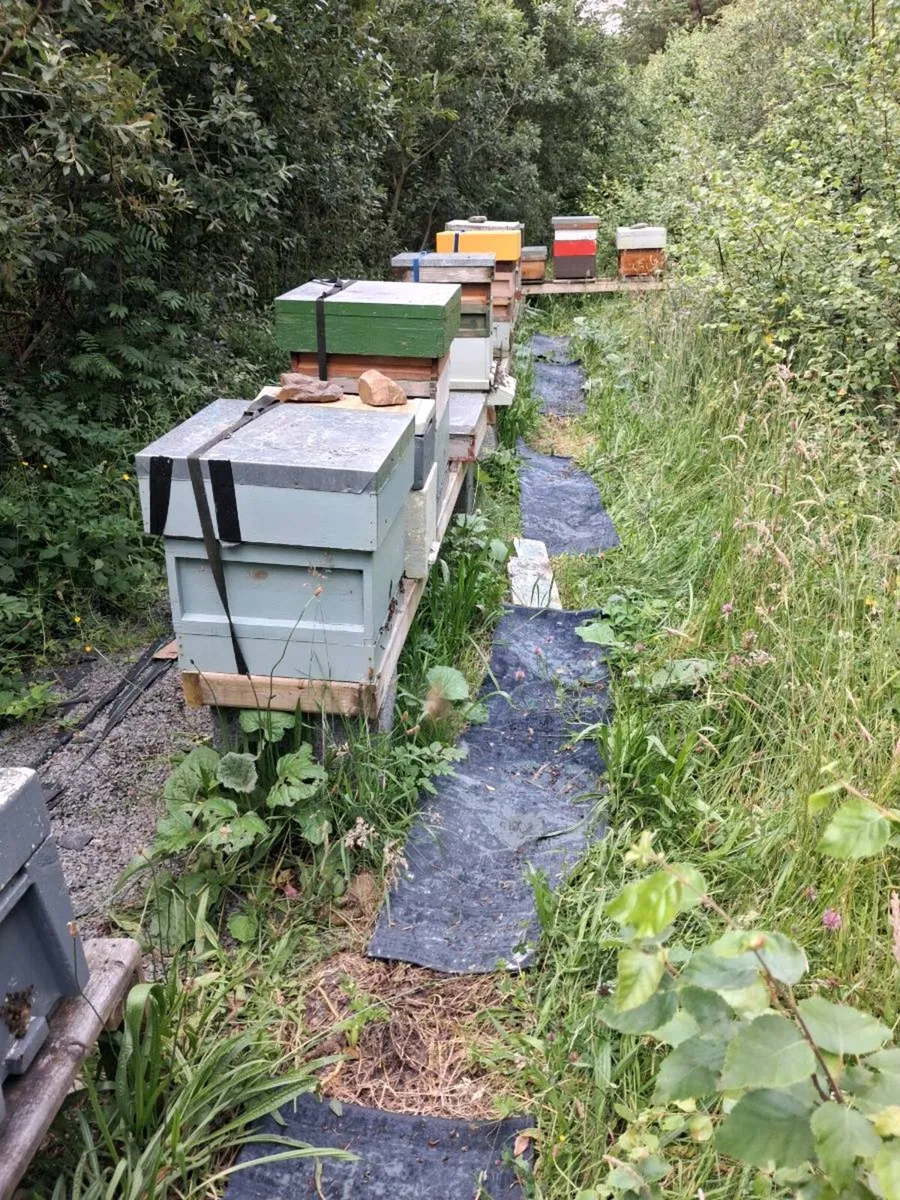 Nuc of amm bees - Image 1